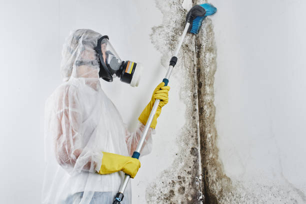 Best Residential Mold Remediation in Hortonville, WI