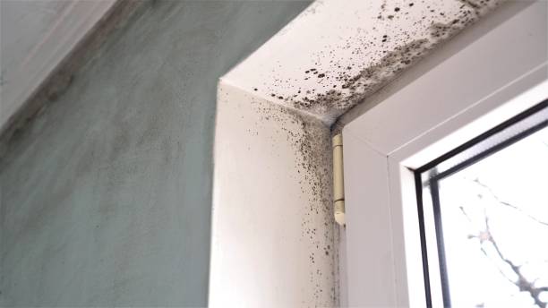 Best Mold Testing and Inspection Services in Hortonville, WI