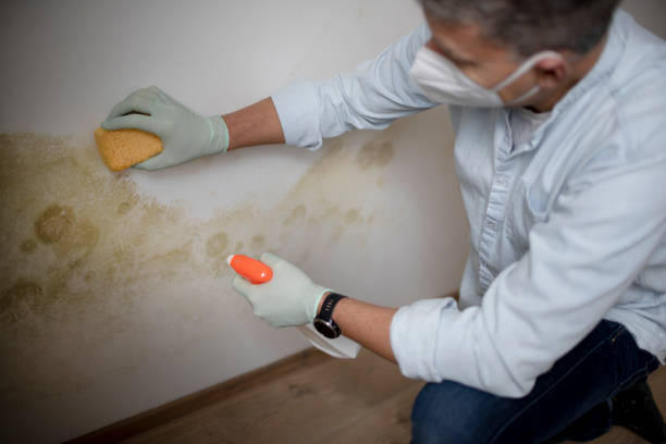 Best DIY Mold Remediation Support Services in Hortonville, WI
