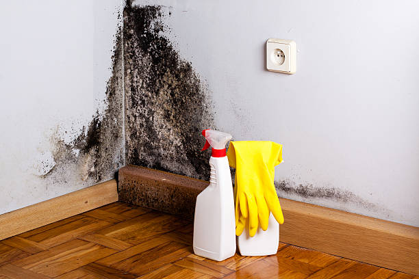Best Commercial Mold Remediation in Hortonville, WI