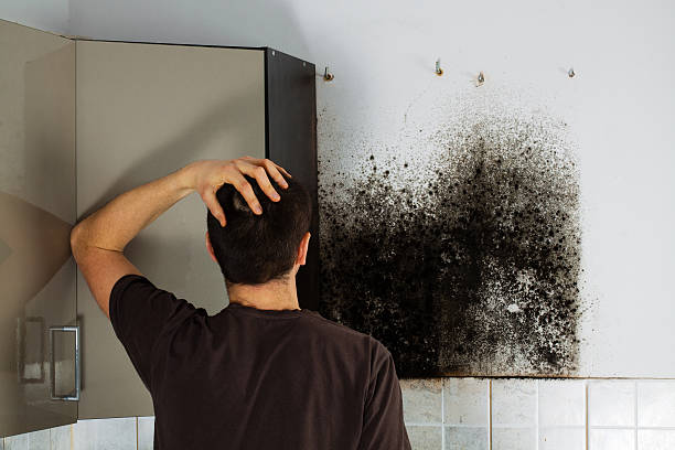 Best Attic Mold Remediation in Hortonville, WI