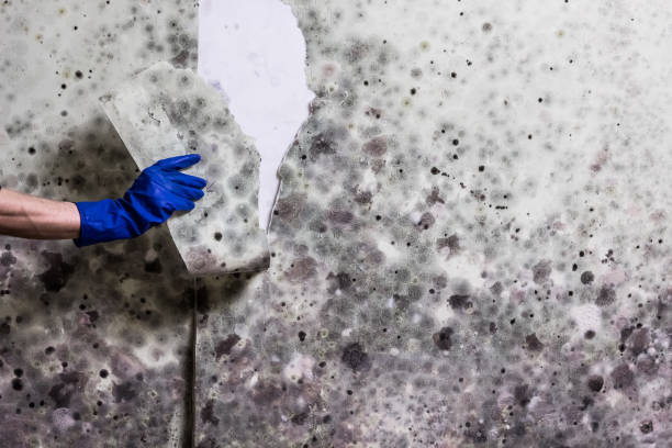 Best Post-Flood Mold Remediation in Hortonville, WI