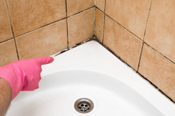 Best Residential Mold Remediation in Hortonville, WI
